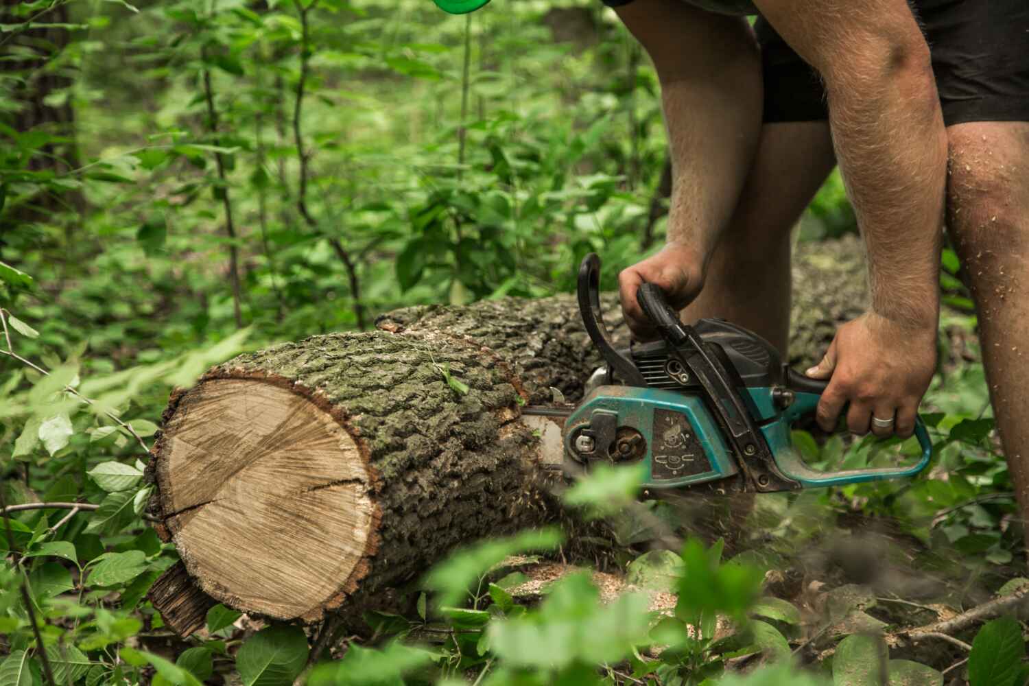 TreeGuard Tree Service